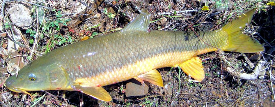 Luciobarbus sclate_05.jpg